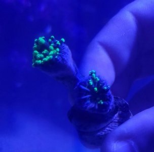 frogspawn morning.jpg