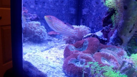 wrasse4.jpg