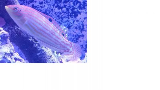 wrasse5.jpg