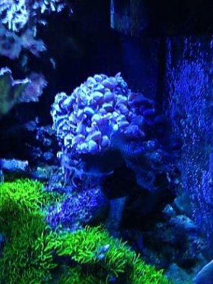 Bubble  Coral.jpg