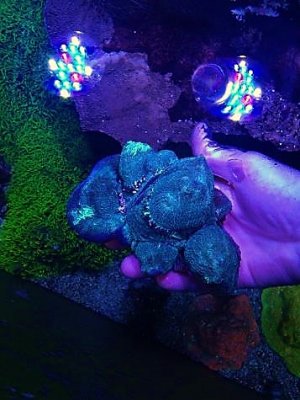 Green Brain Coral.jpg