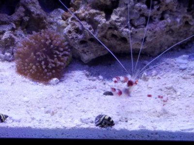 Shrimp.jpg