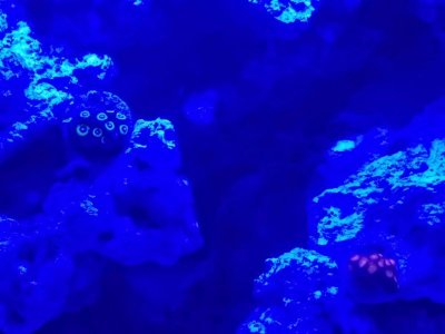 Zoas.jpg