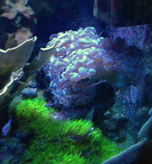 Bubble Coral.jpg
