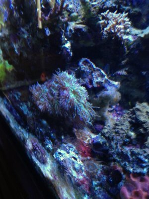Duncan Coral.jpg