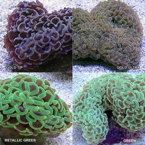 p-79801-hammer-coral.jpg