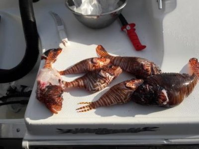 lionfish.jpg