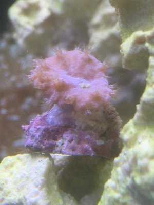 Mystery Coral.jpg