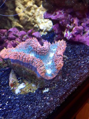 Brain Coral.jpg
