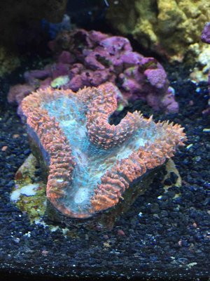 Brain Coral 1.jpg