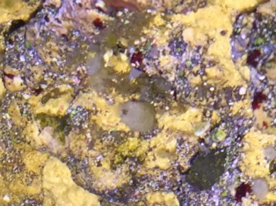 Strange creature 1.jpg