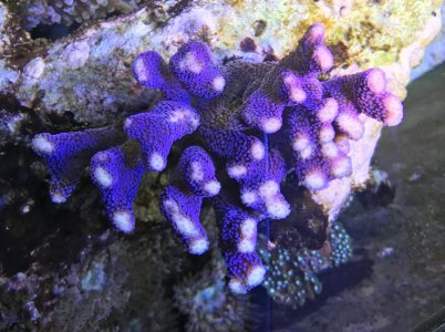 CoralOnAString7.jpg