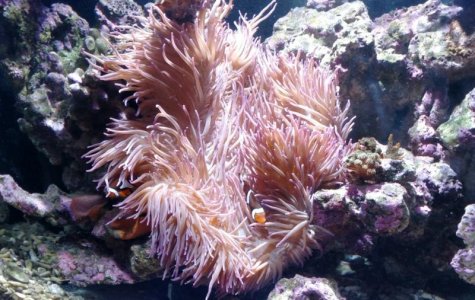 H. crispa 2016-10-20 1348-2.jpg