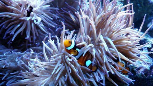 A. percula P2 2016-07-18 1557-1.jpg