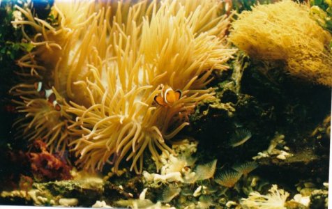 H. crispa 1985-1.jpg