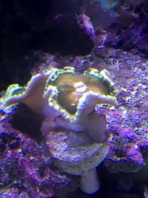 PalythoaGrandis (480x640).jpg