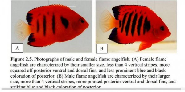 flameangelfishmalefemale.jpg