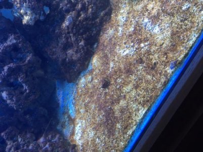 algae1.jpg