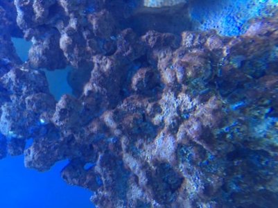 algae3.jpg