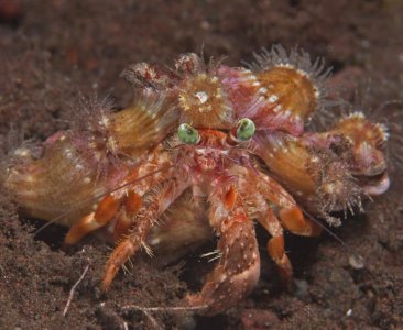 23010-work-Anemone_Hermit_Crab_Bali_Aug_06.jpg