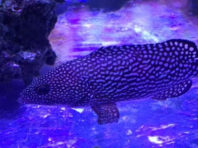 Grouper.jpg