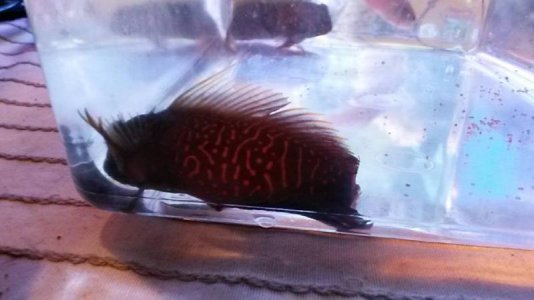 14611151_10154210606169480_5948572682777142627_n (1).jpg