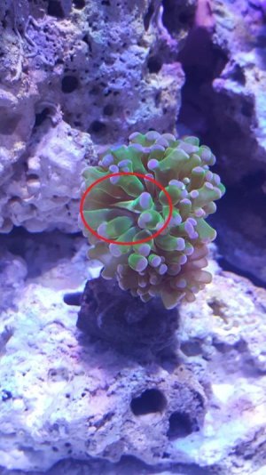 frogspawn.jpg