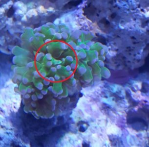 frogspawn2.jpg