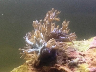 Unknown coral.jpg