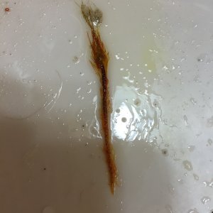 What is it.JPG