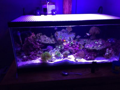 no more room 40 gallon breeder.jpg
