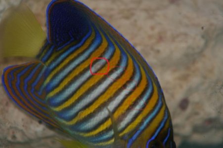 regal2.jpg regal2.jpg