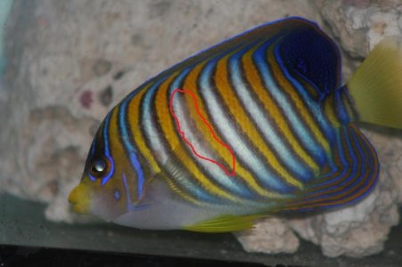 regal3.jpg regal3.jpg