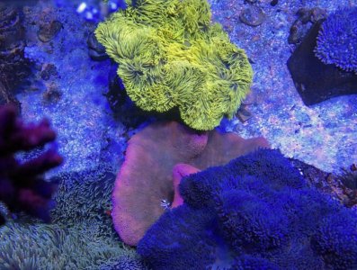 Anemones 2016092601.jpg