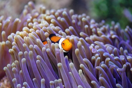 IMG_9651 Clown and MagnificaRS.jpg