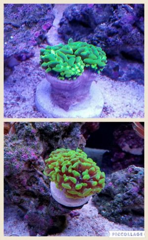 Collage 2016-11-06 08_23_33.jpg