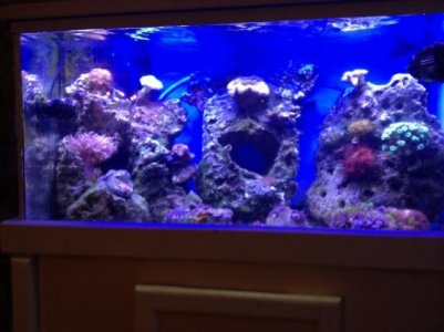 my tank.jpg