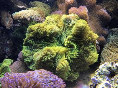 GreenGigantea2016110601.jpg
