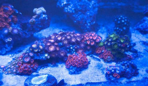 zoa rock 1a.jpg