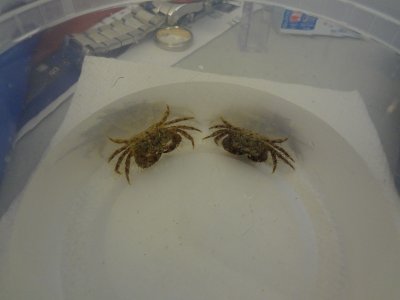 crab-family-001.jpg