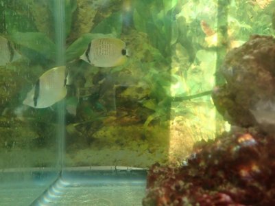 new lemon butterfly fish.jpg