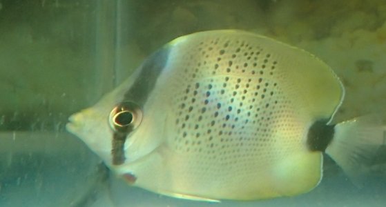 new lemon butterfly spot.jpg