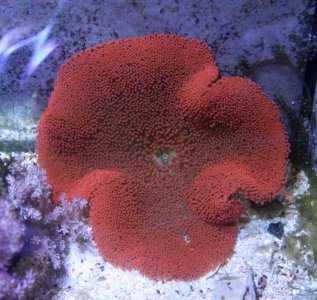 RedHaddoni2016100702.jpg