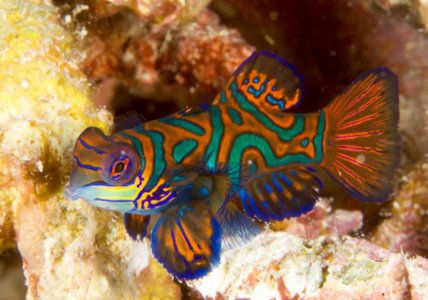 Synchiropus splendidus, Mandarinfish, Sorido jetty, Raja Ampat, West Papua-00278.jpg