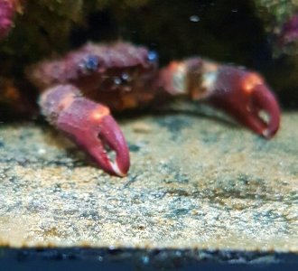 crab id.jpg