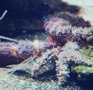 crab id 1.jpg