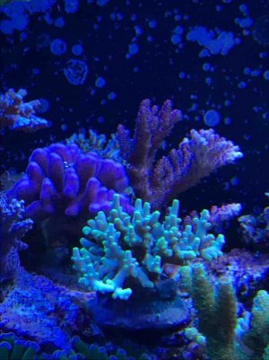 IMG_2235.jpg