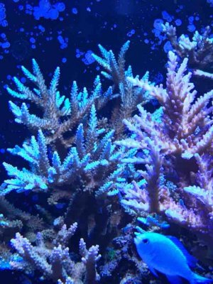 IMG_2229.jpg
