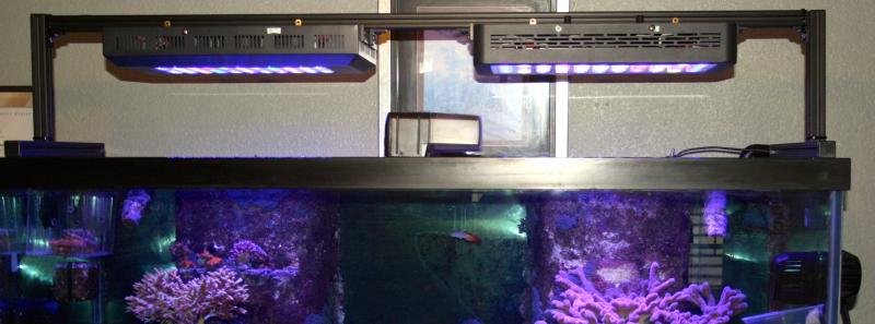 reefkoi.jpg