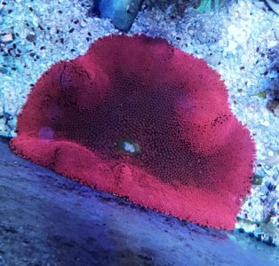 Red Haddoni 2016101201.jpg